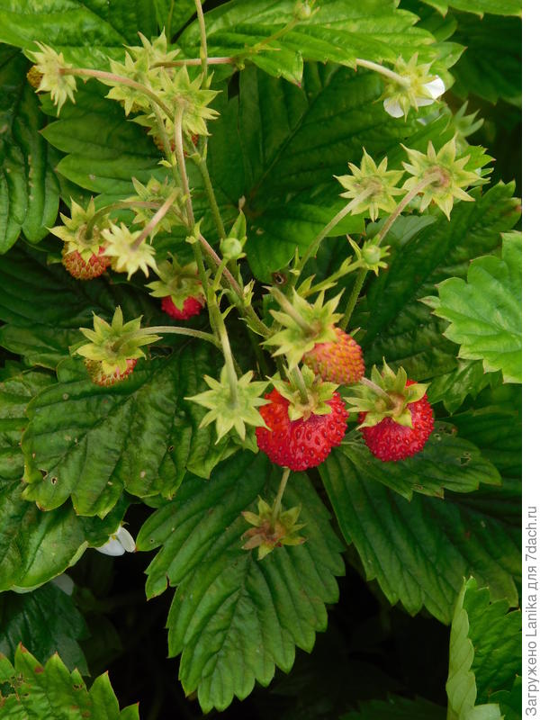 Красная безусая мелкоплодная, сорт не знаю, выращиваю уже лет 20, обновляя раз в 3 - 4 года.