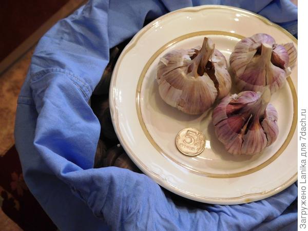 Чеснок не мелкий, озимый.