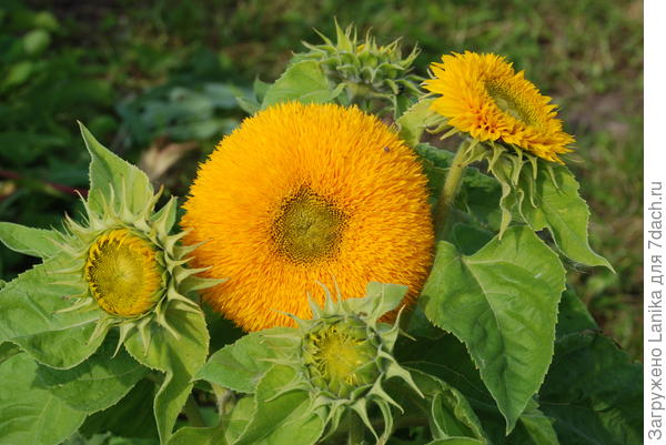 Когда-то сажала, году в 2009