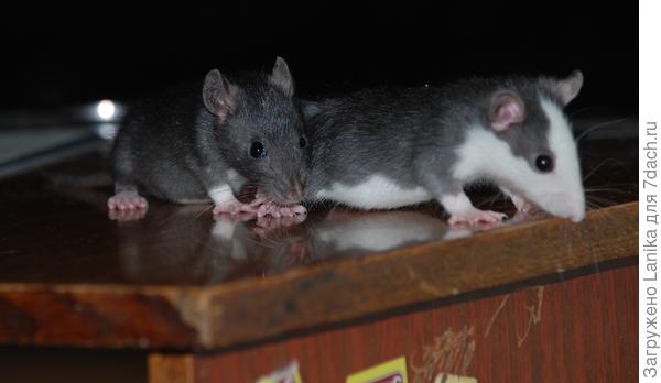 Шустрик и Мэйсон