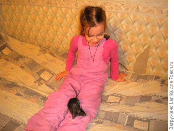 А это шустрый Шустрик.