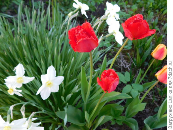 Теперь растут на постоянных местах...