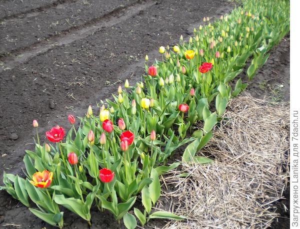 Раньше создавала &quot;семенной фонд&quot;...