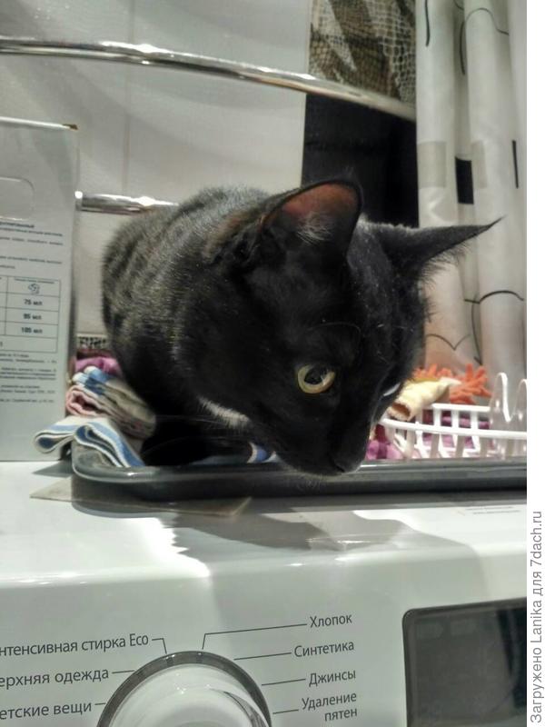 Осваивает территорию...