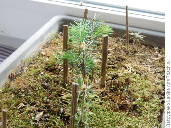 Наши голубые елочки, и как не поломал их котяшка...