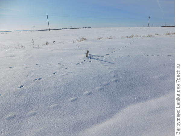 А это в поле рядом с дорогой такой перекресток у сосенки, высунувшей лапку из-под снега, тропок любопытных зверьков...