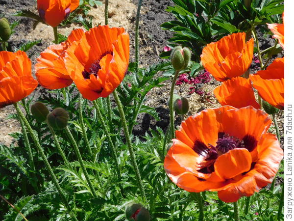 Куст-двухлеток.