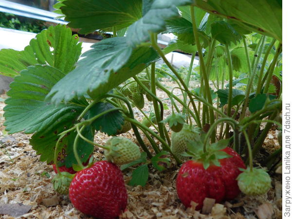 А это в августе - муравьев нет. Что помогло - не знаю...