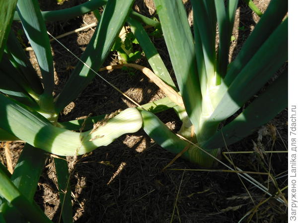 Вот - просто перо после слома образует новую мощную розетку.