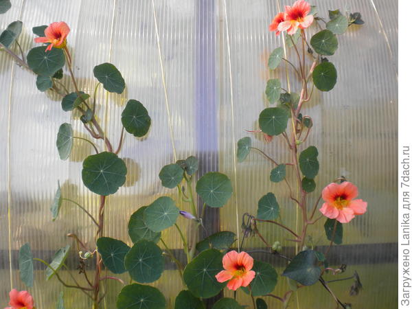 Это, кажется, &quot;Медовый месяц&quot;.