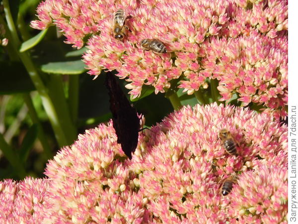 Как медом намазано...