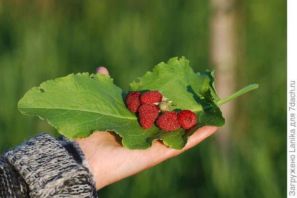 Очень вкусная была малина...