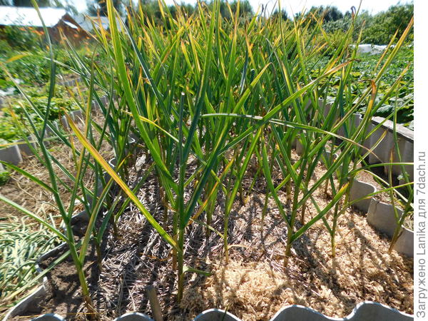 Попробовали: половина грядки замульчирована остатками соломы, половина - опилками. Чеснок вырос одинаковый.