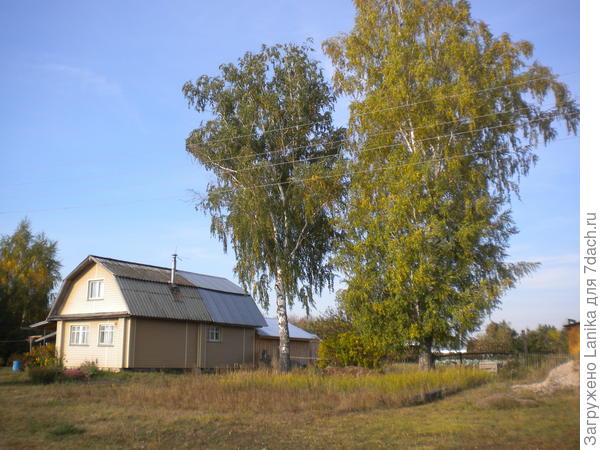 Вот наши березки, дом не наш. У нас огород пострадает, если туда упадут. А хозяева дома жалеют очень эти деревья, а может вкладываться не хотят...