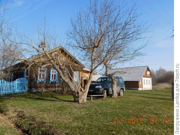 Клены, которые каждый раз попадают под обрезку.