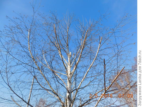 Вот уже 6 лет сдерживаем &quot;стремление ввысь&quot;. Меня не осудят за &quot;жестокое обращение&quot;?