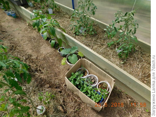 Начало мая. Не очень удачная фотография, но все-таки можно рассмотреть &quot;стаканы&quot;: цилиндрическая часть пластиковых бутылок, разрезанная вдоль, чтобы можно было &quot;обернуть&quot; ствол растения.