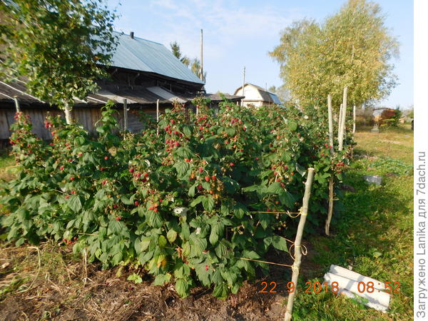Временами сена приходилось добавлять. А в сентябре наскоро повязала кусты шпагатом - хотя ремонтантную обычно не подвязывают.