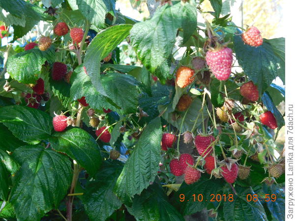 Это как раз 9 октября, до сбора ягод.