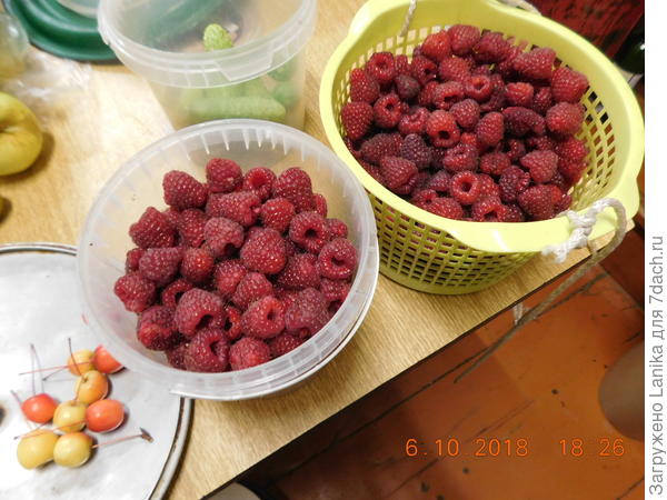 Это 5 дней назад, 9 октября, после заморозка, набрала раза в полтора больше, но не сфотографировала.