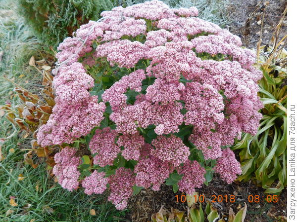 Очиток стойко держится. Моя поздняя любовь.