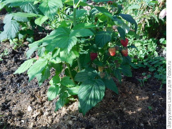 Только конце августа на невысоких кустах появились первые красные ягоды