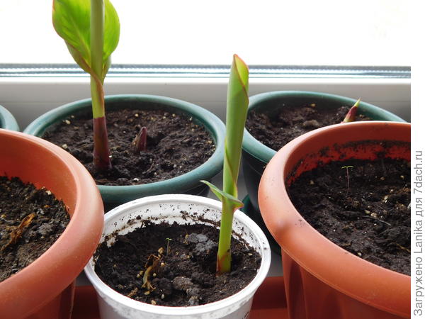 Некоторые взошли, другие чуть наклюнулись... Это 17 апреля 2017.