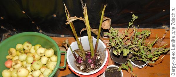 А эта второе лето, типа крупноцветковая красная. (Еще ампельные петунии на зиму определила, решила попробовать.)