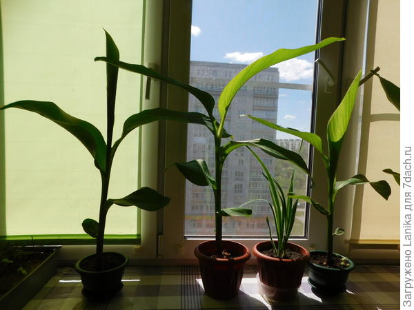 А это уже 23 мая... Пока боюсь заморозков - живут на лоджии.