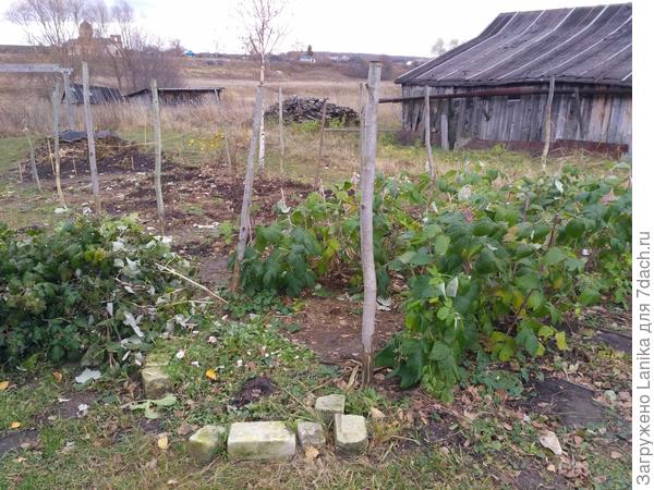 2 ряда постригла, остальное срезала на уровне земли.