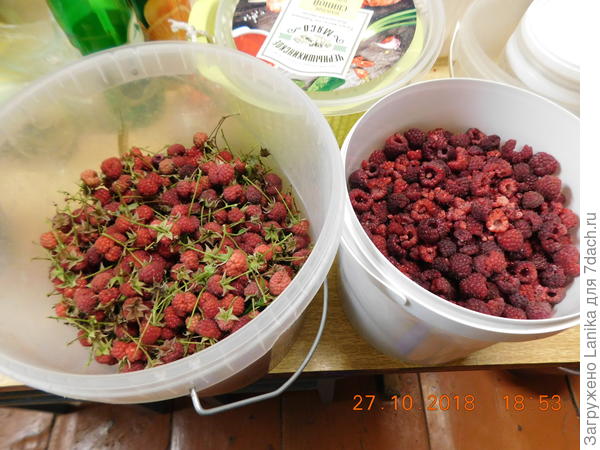 Недозрелую посушу...