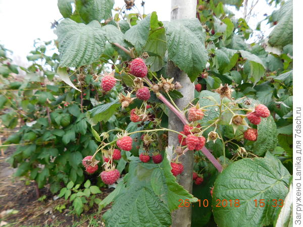 Соберу последний раз и срежу...