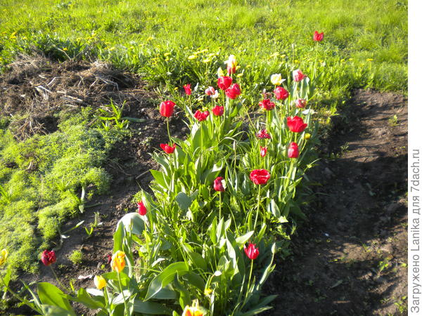 А это после зимы, проведенной на лоджии...