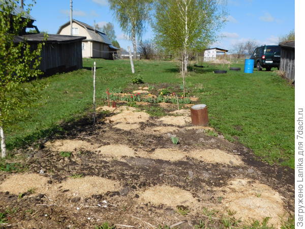 Это бывшая &quot;помойка&quot; в 2016 году, я здесь малину ремонтантную посадила. Землю даже не копали, просто растительные остатки, а точнее - уже перегной увезли в грядки-короба, и просо делала лунки и рассаживала малину.