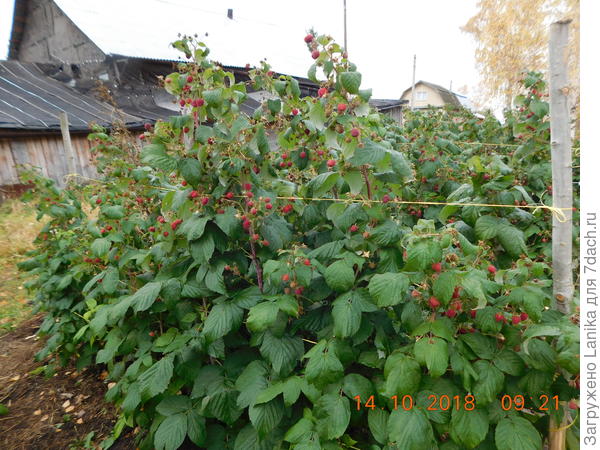 Это малина в 2018 году.