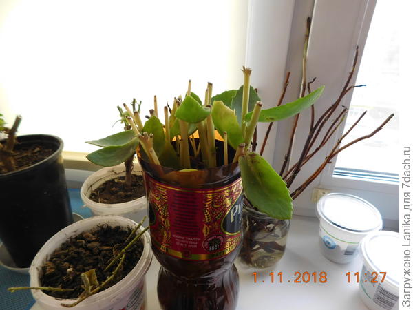 Корешки уже появились