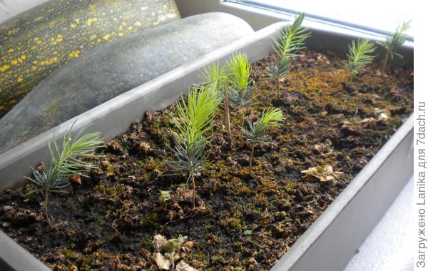 Это вторая весна наших елочек. Их уже осталось 8, а взошло штук 12.