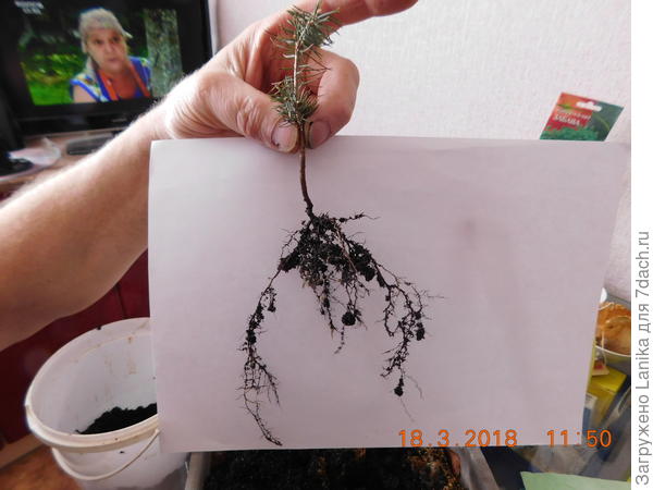 Весной 2018 решились их рассадить и... корни все переплелись в ящике, пришлось безжалостно рвать...