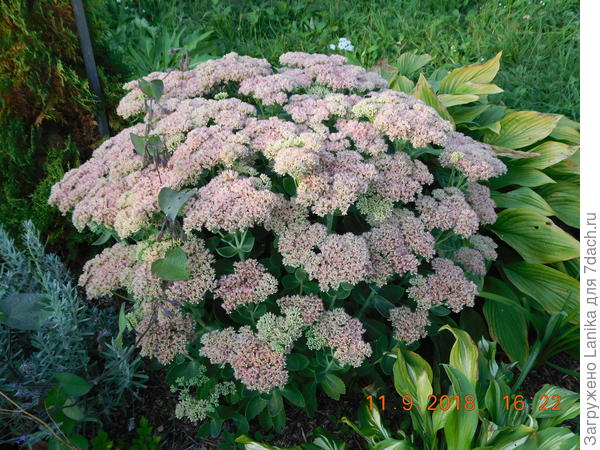 Отдельные цветочки раскрываются