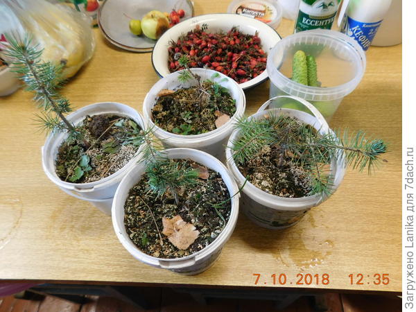 И снова не решились высадить в грунт, снова приготовили их везти домой. Их осталось 4 штучки, одна совсем чахлая. Заморыши, одним словом...