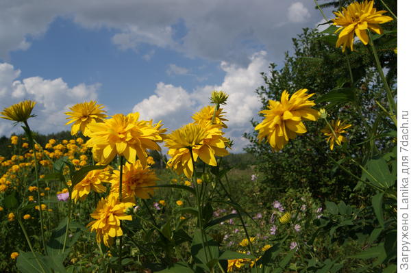 Прижилось несколько кустиков.