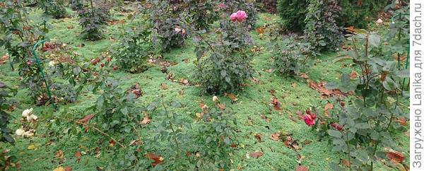 Я однажды в лесу видела подобное, но там это был точно мох - светло-зеленая поляна сколько хватает глаз и между стволами редких деревьев россыпь оранжевых подосиновиков, фантастическое зрелище.