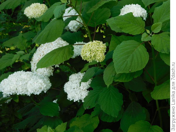 Растет у всех, как трава в поле...