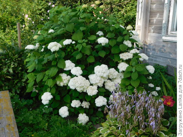 Совершенно не понимаю, как ее нужно формировать...