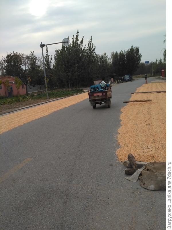 Тут кукуруза сушится. Может, для поп-корна?