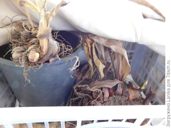 А так я храню их на лоджии, фото 2016 года.