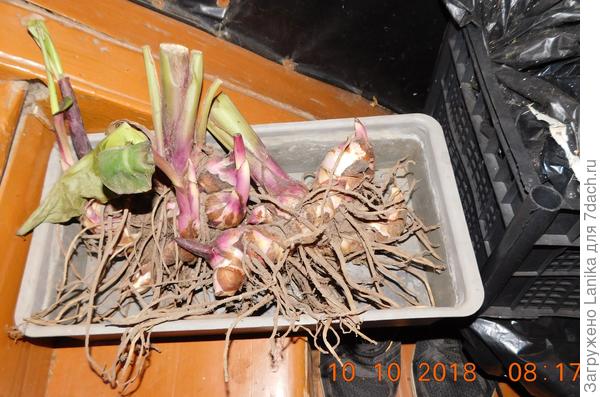 Это прошлой осенью...Выкопала только 3 корня, остальные оставила на верную гибель в земле.