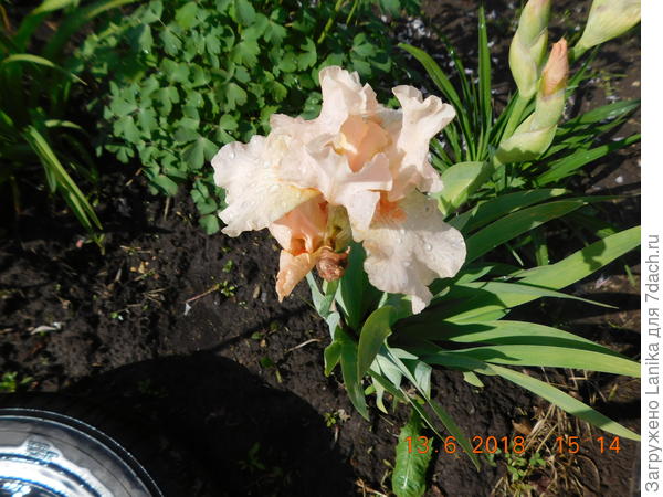 Зацвел в первое лето. Правда, цвет не совсем такой, как на упаковке.