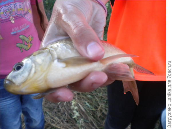 Девчонки с дедом ловили рыбок и отпускали.