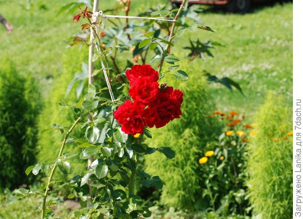 Моя единственная розочка.